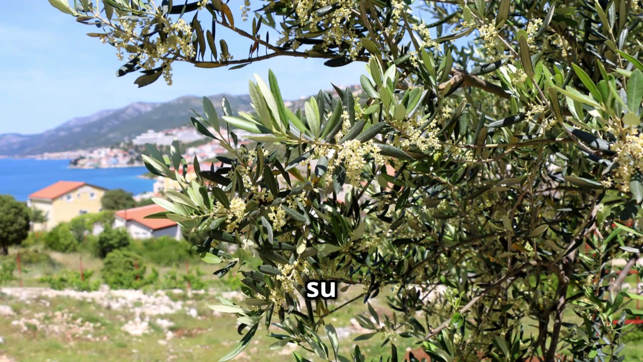 🌿 Sabiduría del Olivo | Citas Inspiradoras sobre la Aceituna y el Aceite de Oliva 🍈