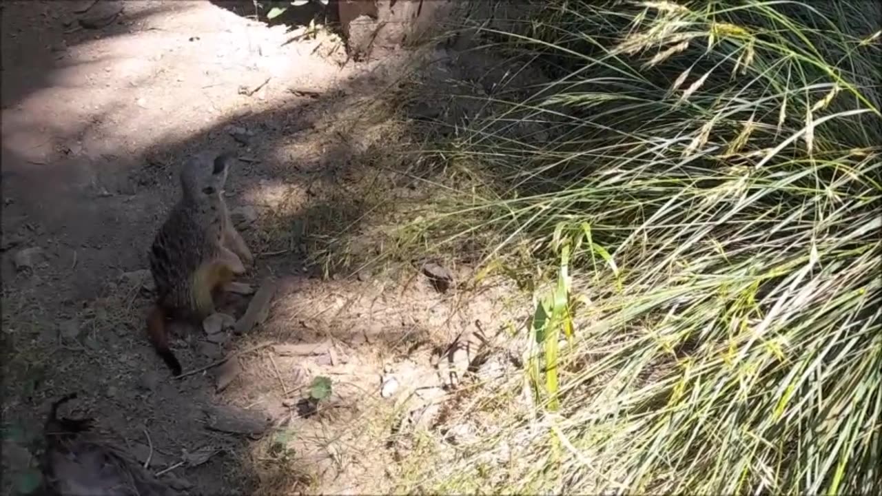 buin zoo