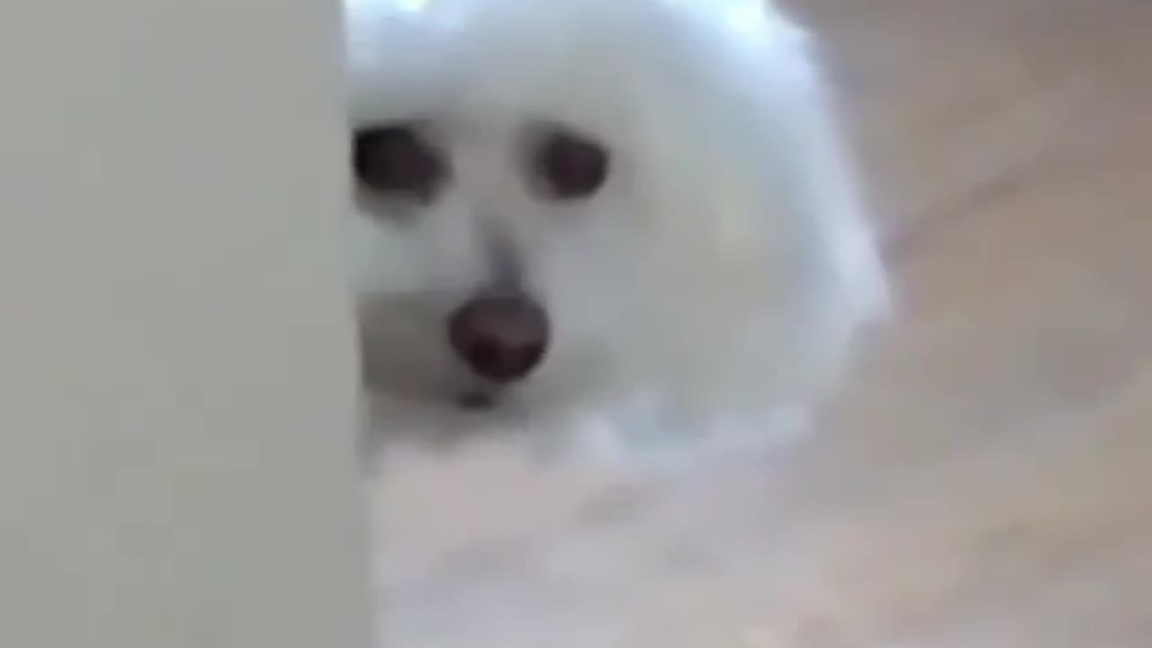 funny animals