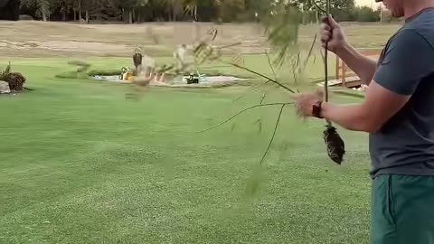 Getting Trees for FREE