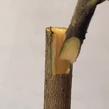 How to Breeding Part-8