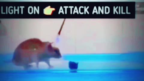 Mind Control Mice with Viruses & Blue Light? Optogenetics Breakthrough!