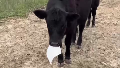 Cow Steals Temporary License Plate