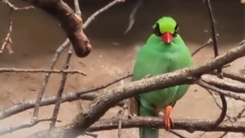 Javan Green Magpie