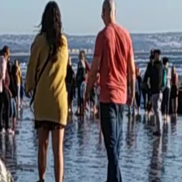 Coronado Shipwreck Photobombers
