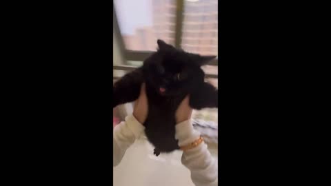 Cute Cat Vids #6