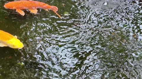 Relaxation - Koi Rain Pond - 1 Hour #relaxing #zen #nature