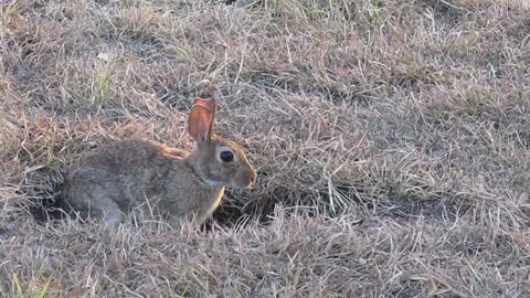 Cottontails in the yard