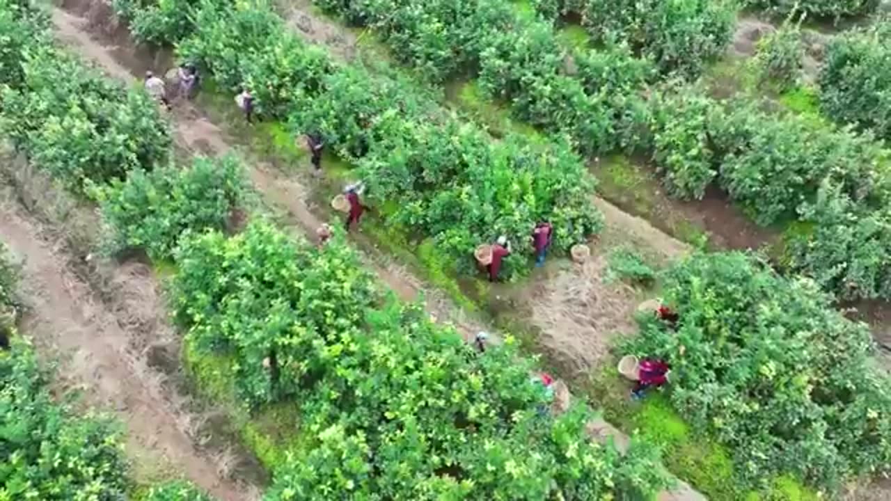 Dronët u vijnë në ndihmë fshatarëve në Kinë, ja si mblidhen limonët