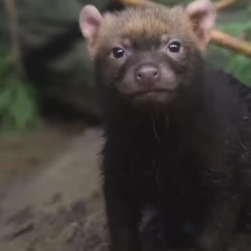 Tasmanian devil