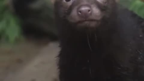 Tasmanian devil