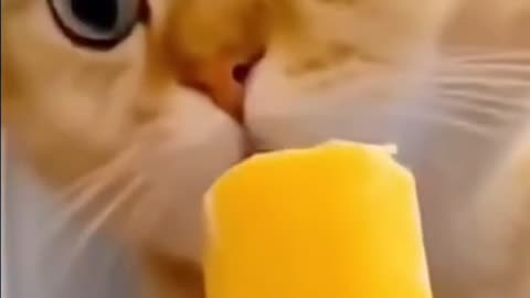 funny cat