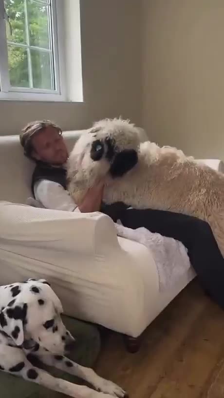 Check out my new cat