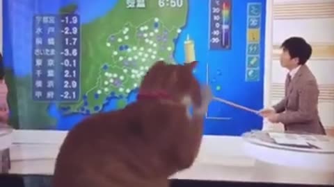 funny video of cats