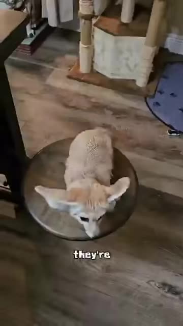 Cute Fin Fox is adorable