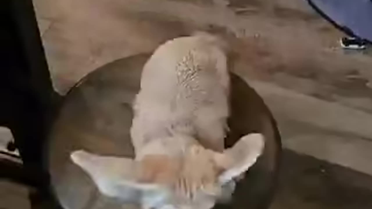 Cute Fin Fox is adorable