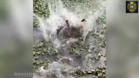 Funny video