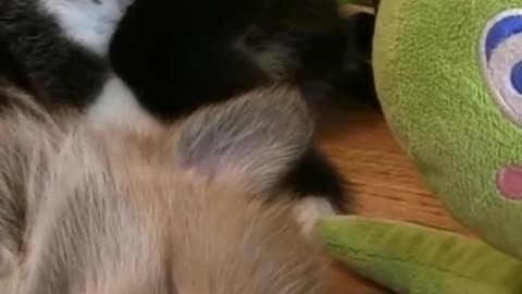 The Cutest Puppy Moments Too Cute