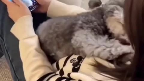 When Your Dog Can’t Handle You Giving Attention to Anyone Else 📱🐶❤️”