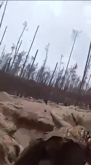 Battle for the Serebryansk Forest Enters 3rd Year