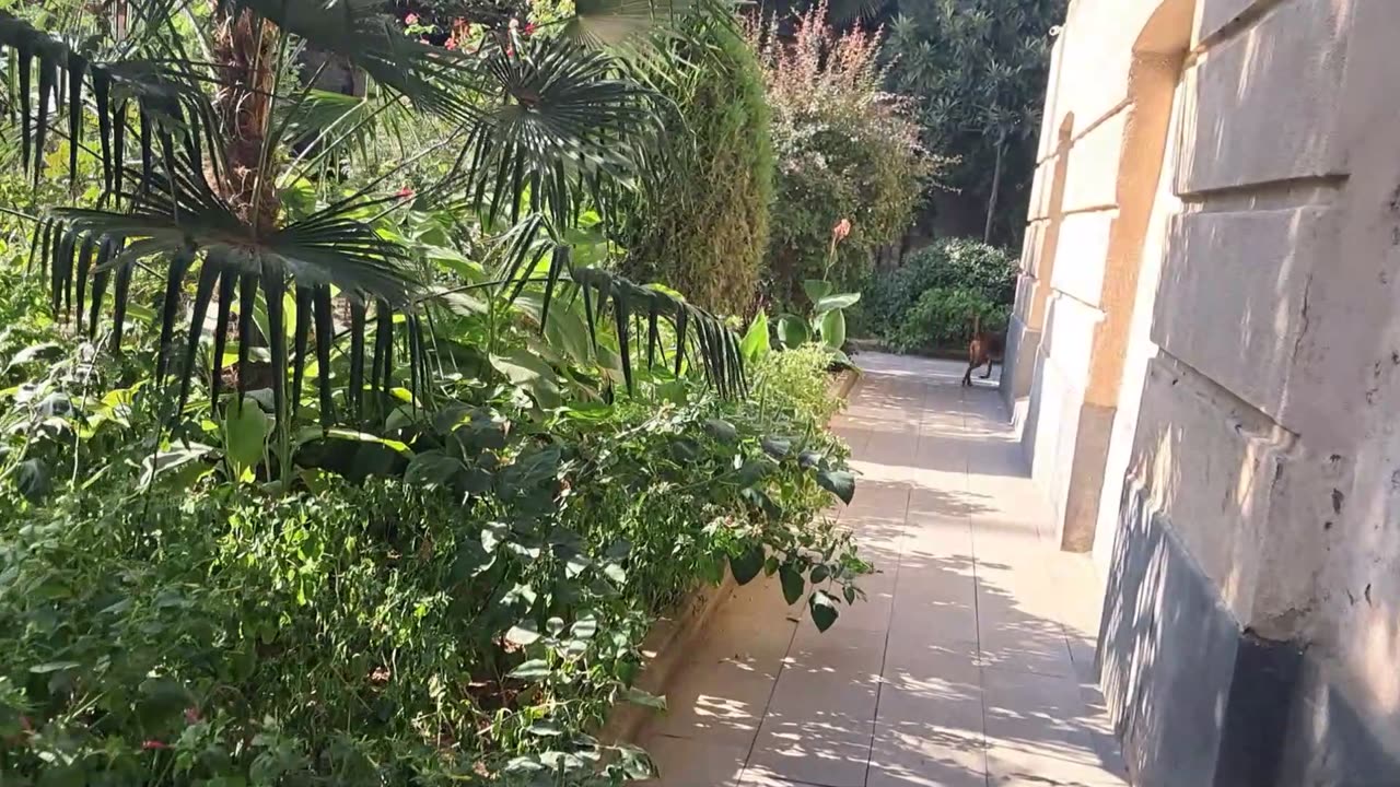 Bugged Out: The Unexpected Star of My Backyard Show