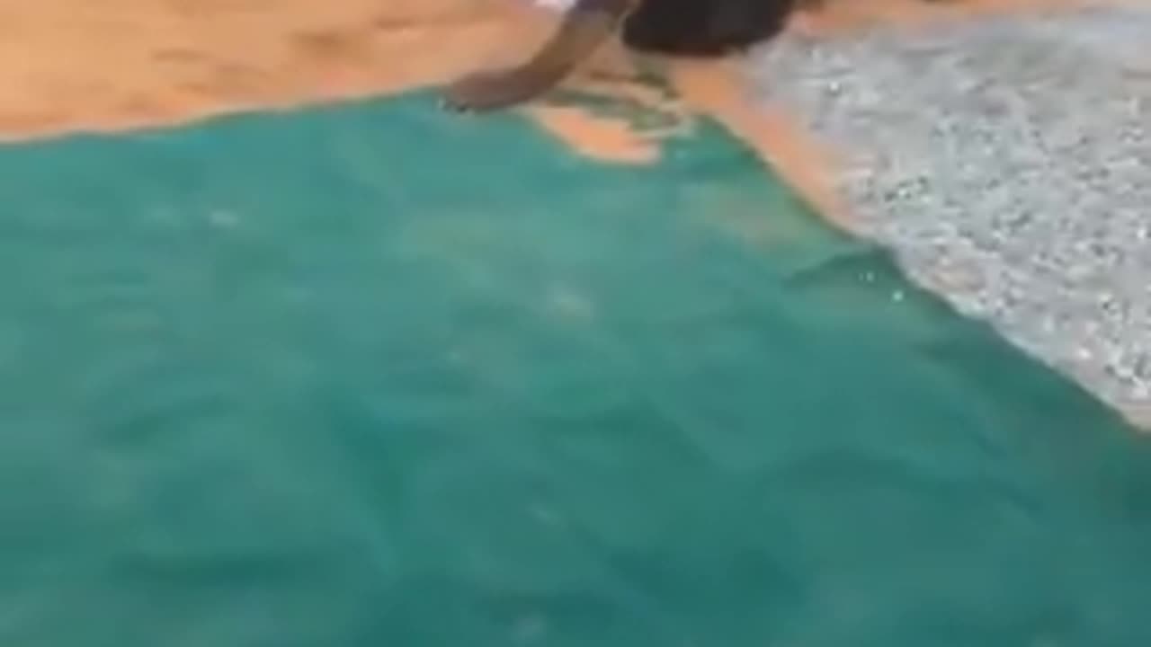 This is the funniest thing I’ve seen on the internet today | funny video | crazy clips