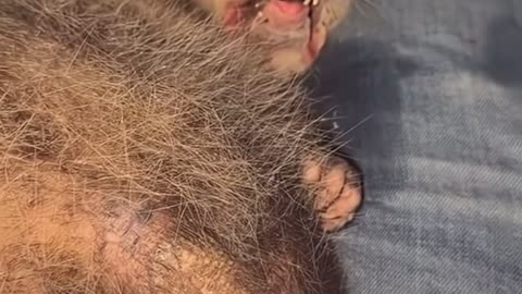 😂🐶 You Won't Believe This Anxious and Confused Doggo! | FunFM