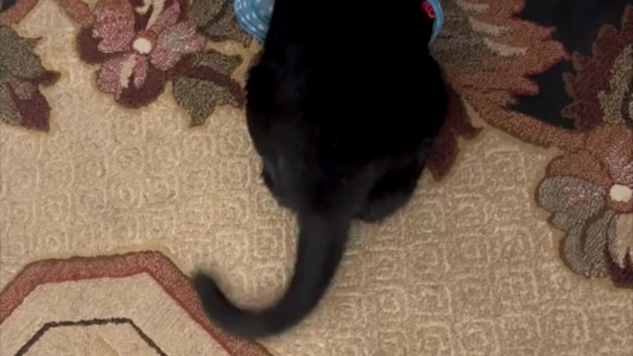 Cute Precious Piper is Aspiring to Be an Ostrich - Adopting a Cat from a Shelter Vlog #shorts