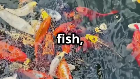 Mesmerizing 3D Fish in a Lake!