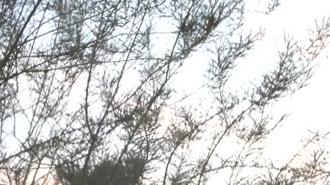 The Wendi primate discovers palo verde tree