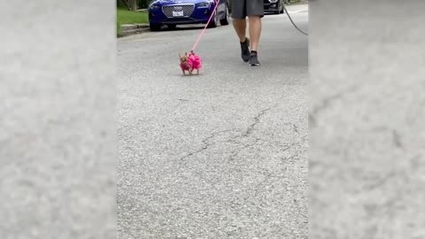 Cute Dogs & Cat Funny