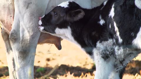 Calf searching Mum's Udder
