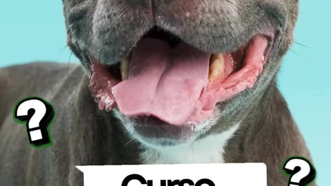 Curso Detentores De Cães Perigosos Ou Potencialmente Perigosos
