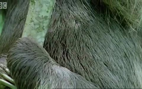 ‎The Ferocious Looking Nile Monitor | BBC Earth