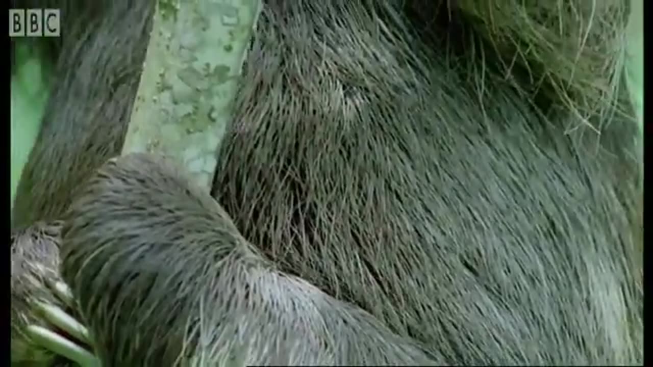 ‎The Ferocious Looking Nile Monitor | BBC Earth