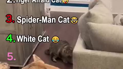 Shocking: Ranking Funny Cat Moment #shorts #funnycatsvideo #memes