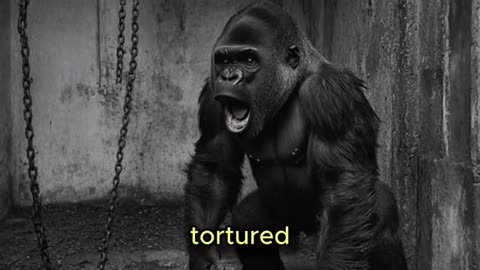 GORILLA OR 100 MEN?