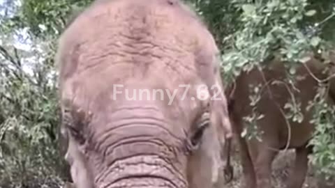 Baby Elephants Are Hilarious Chaos!