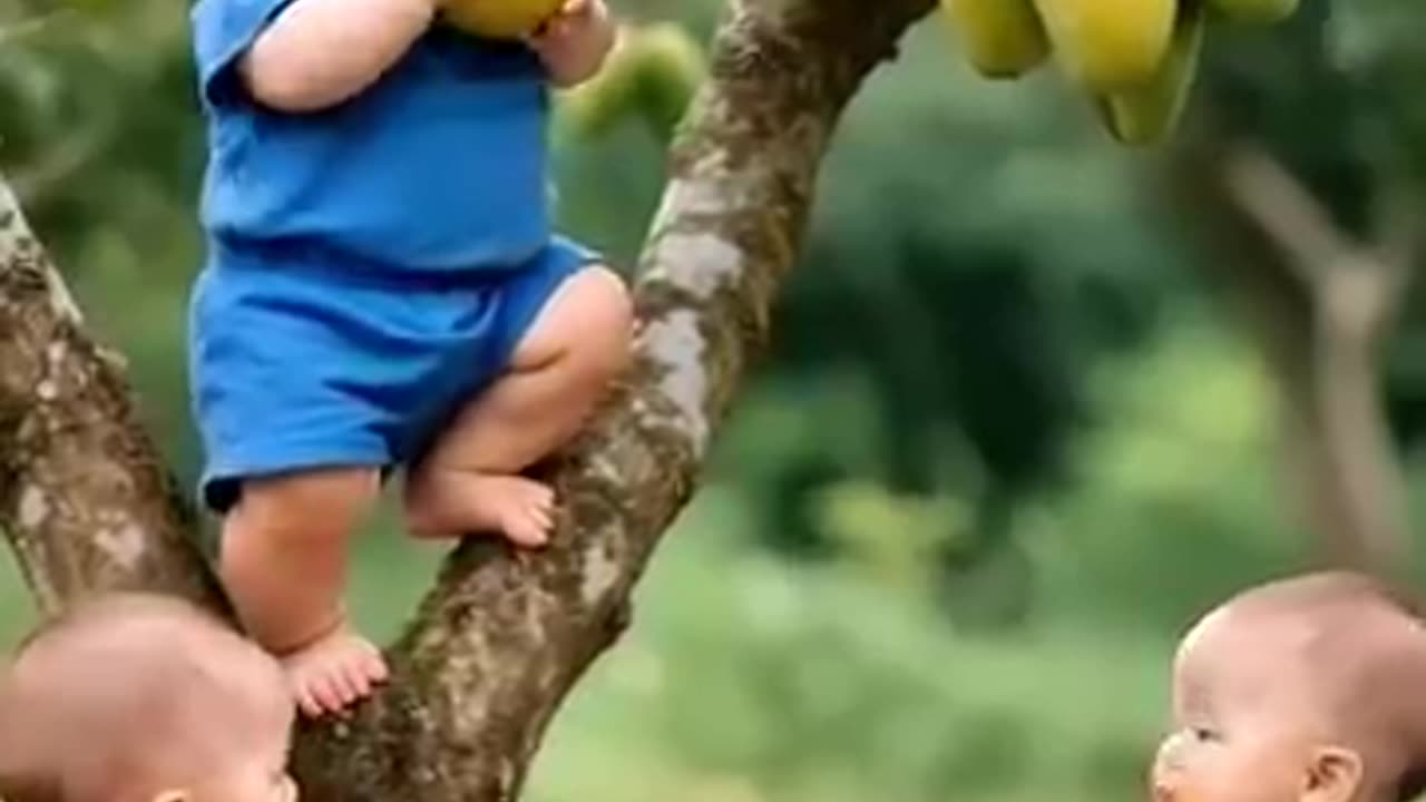 Three little brothers are plucking mangoes from the tree and eating them #itsailevel