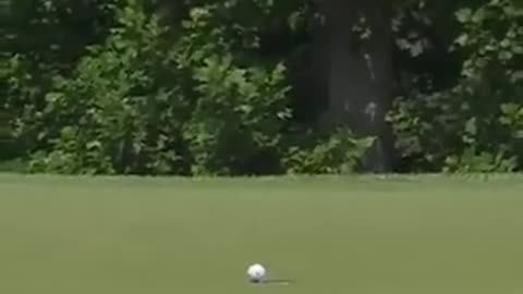 🤯✨ How A Fly Helped A Golfer Win Over $2 Million! | FeedMyCuriosity