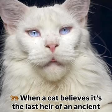 🐅 When a cat believes it’s the last heir of an ancient dynasty! 👑✨