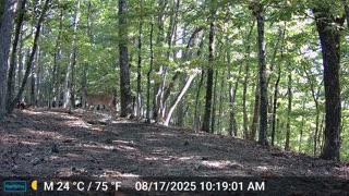 The Woods – 08/18/2025