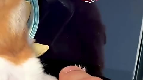 The Hamster Phone Assistant