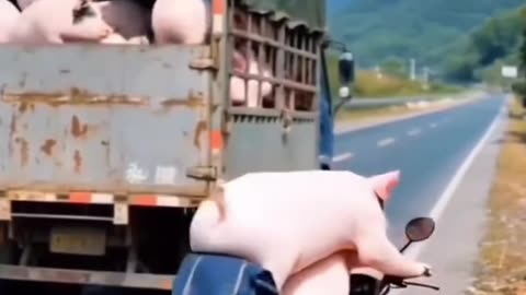 Funny shorts viral animal video