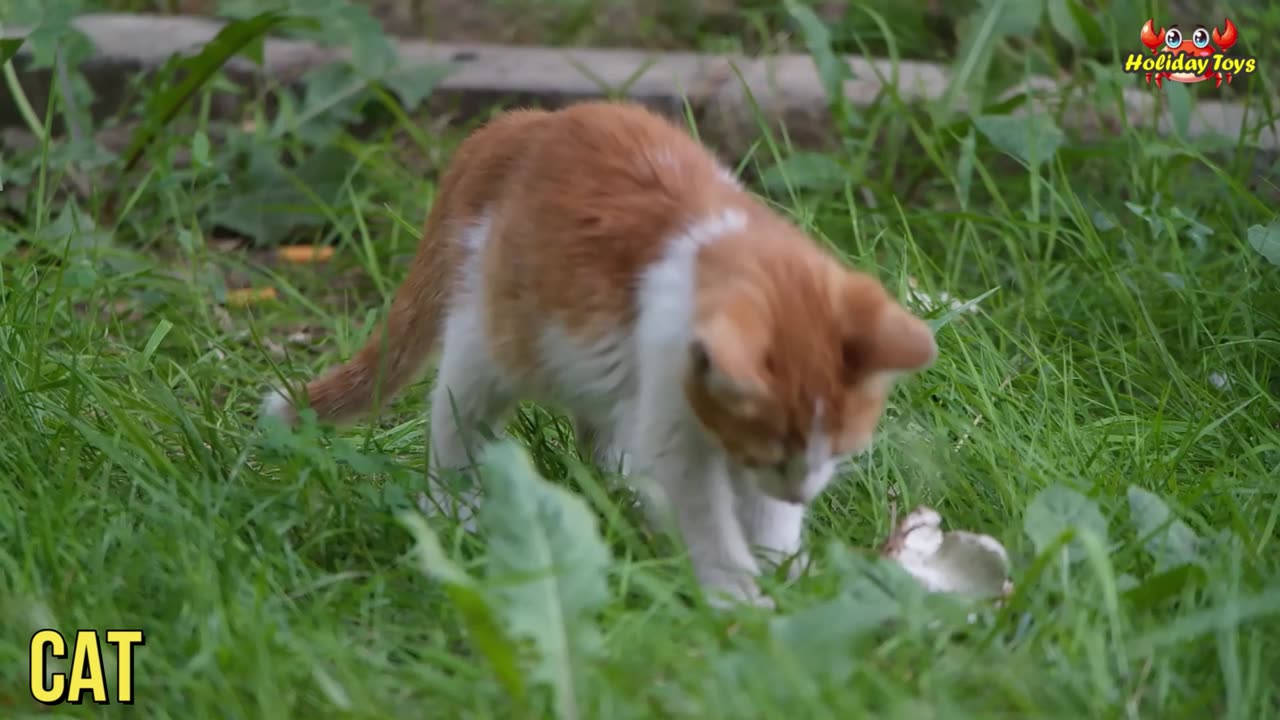 Bathing the Wolves and Bears in the Big Pool in the Morning