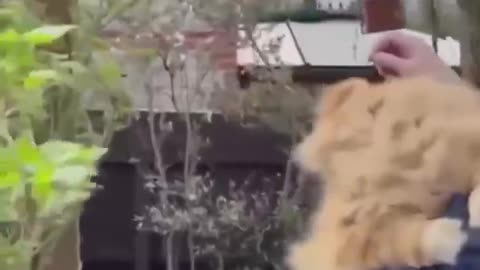 This man leaves out his cat’s fur so birds can use it to make their nests