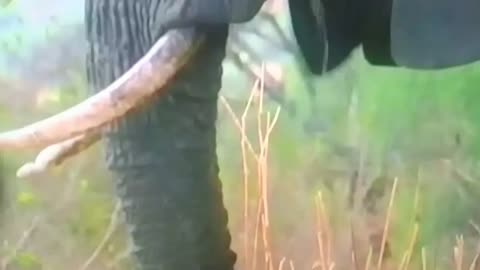 Elephant Teeth Are INSANE! 😳 Here’s What They Don’t Teach You in School