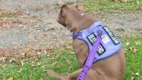 Dog Wipes On Command