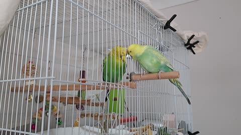 Gurgeh & Smudge