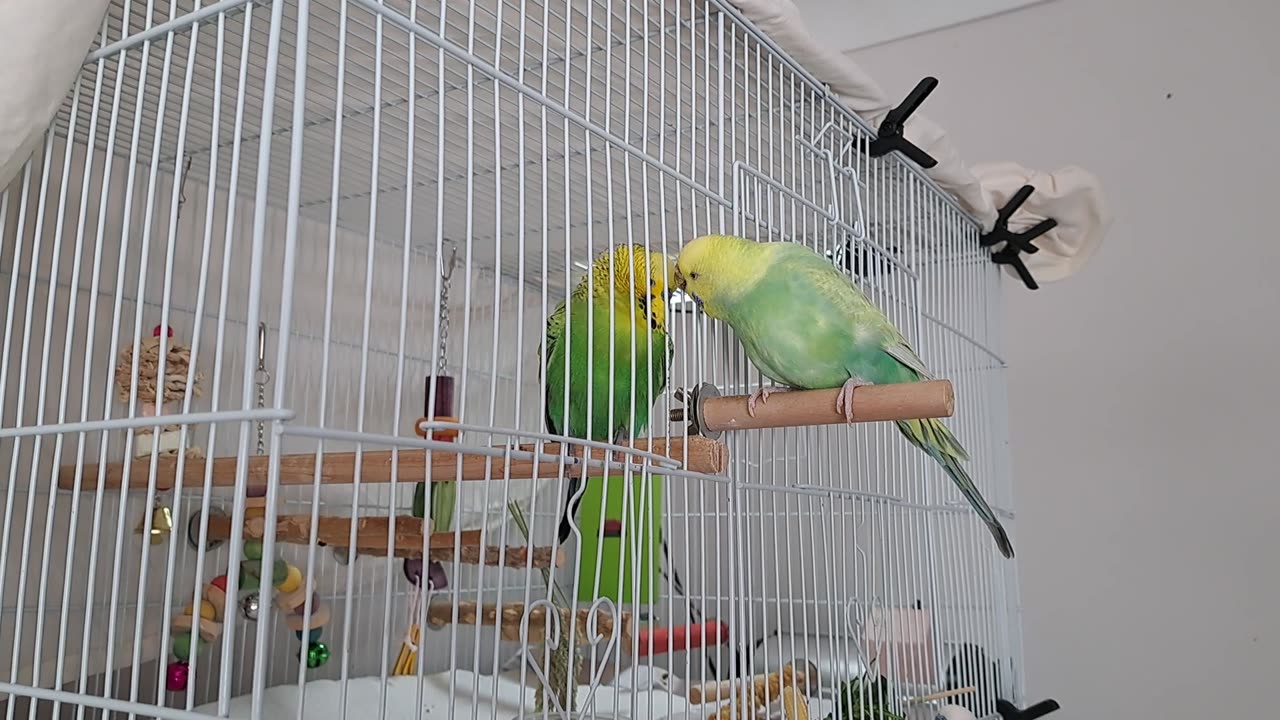 Gurgeh & Smudge